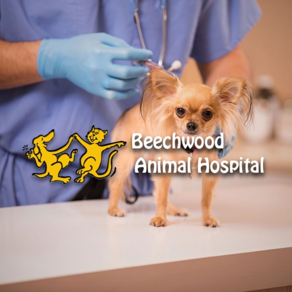 Beechwood Animal Hospital